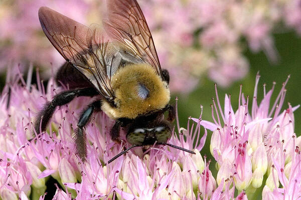 Bee Art Print featuring the photograph Stone Mountain Bumble Bee by Gene Walls