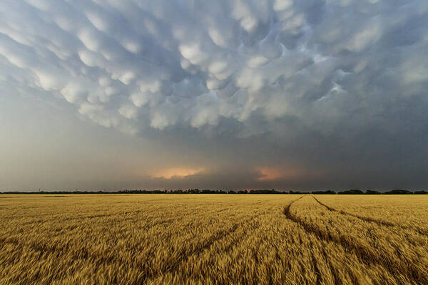 Kansas Art Print featuring the photograph Storm over wheat by Rob Graham