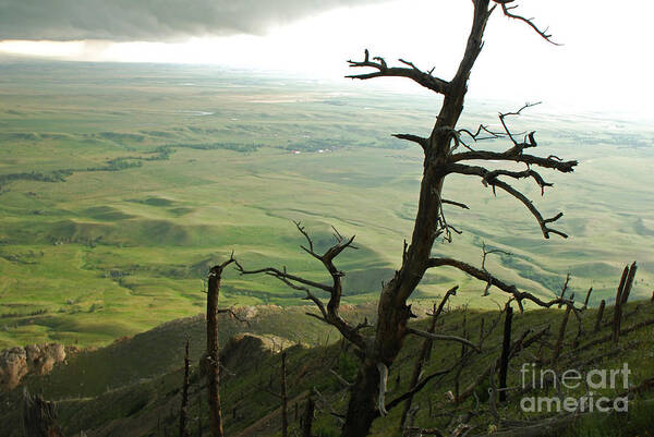 Bear Butte Art Print featuring the photograph Stormy Tree by Mary Carol Story