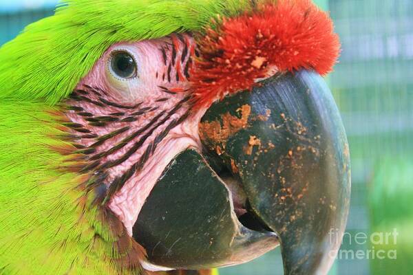 Parrot Art Print featuring the photograph Striped Eye by Chuck Hicks