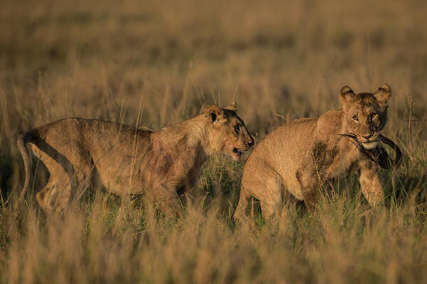 Kenya Art Print featuring the photograph Sub-adult Lion Cubs Playing With A by Manoj Shah