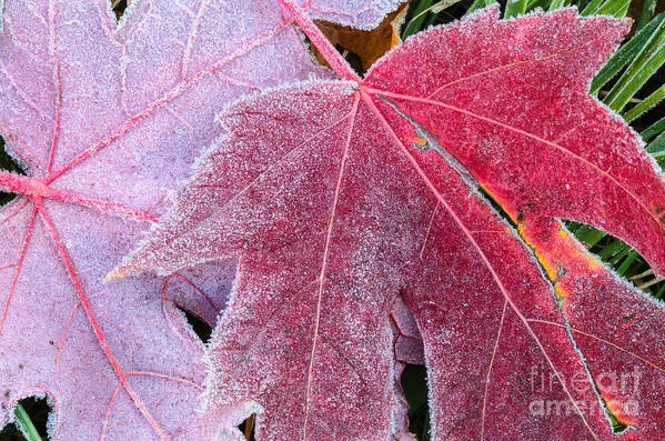 Maple Leaves Art Print featuring the photograph Sugar Coated Maple Leaves by Tamara Becker