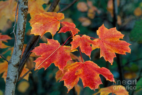 Fall Colors Art Print featuring the photograph Sugar Maple Leaves by Stephen J Krasemann