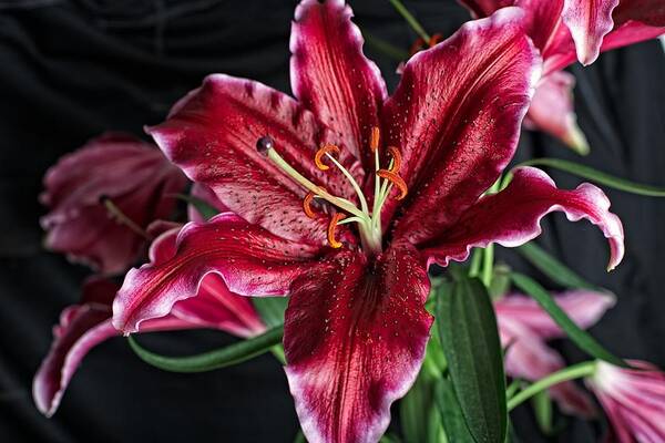 Flower Art Print featuring the photograph Sumatran Lily by Dave Files