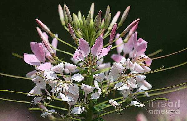 Summer Art Print featuring the photograph Summer Blossom by Yvonne Wright