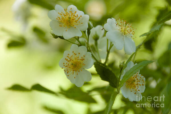 White Art Print featuring the photograph Summer Flower by William Norton