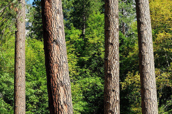 Scenics Art Print featuring the photograph Summer Forest by Art Wager
