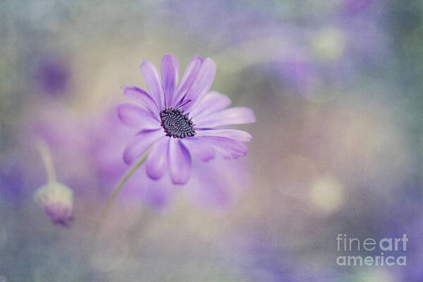 Daisy Art Print featuring the photograph Summer garden by Priska Wettstein