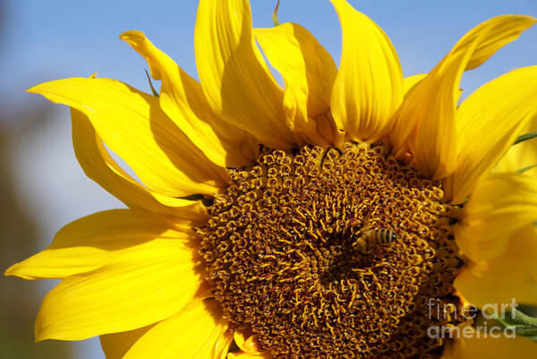 Sunflower Art Print featuring the photograph Summer Love by Linda Shafer