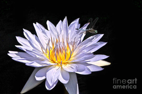 Lavender Tropical Waterlily And Blue Dasher Dragonfly Isolated Art Print featuring the photograph Summer Magic -- Dragonfly On Waterlily On Black by Byron Varvarigos