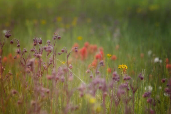 Ellen Lacey Art Print featuring the photograph Summer Meadow by Ellen Heaverlo