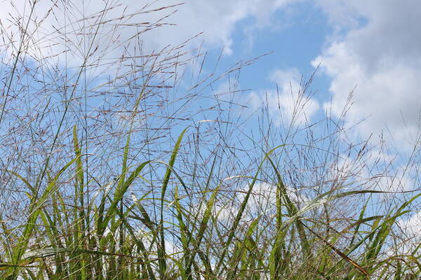Grass Art Print featuring the photograph Summer sky by Carolyn Jacob