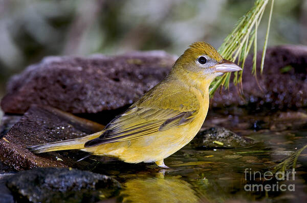 Summer Tanager Art Print featuring the photograph Summer Tanager Female In Water by Anthony Mercieca