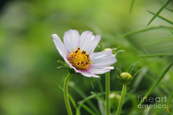 Cosmos Art Print featuring the photograph Summer whisper by Yumi Johnson