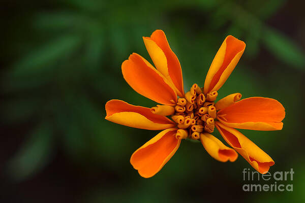 Marigold Art Print featuring the photograph Summer's Unfolding by Michael Eingle