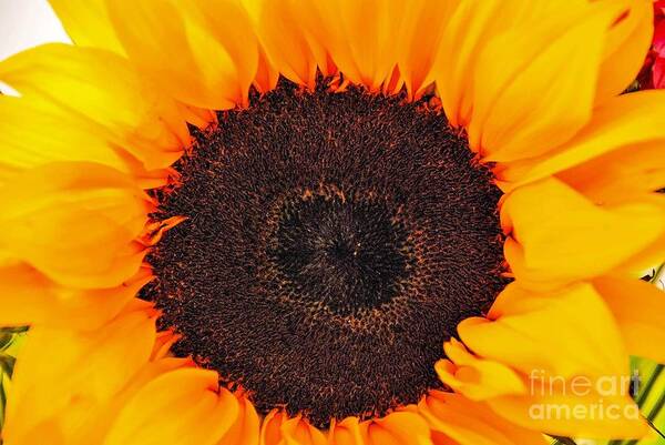 Sunflower Design Art Print featuring the photograph Sun Delight by Angela J Wright