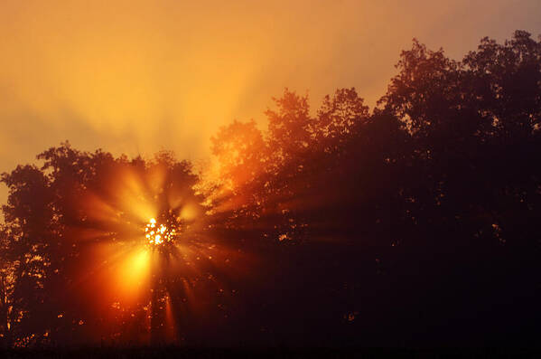Sunrise Art Print featuring the photograph Sun Fog Trees-1 by Steve Somerville
