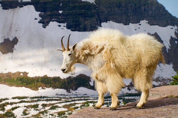 Mountain Goat Art Print featuring the photograph Sun Lit Ledge by Aaron Whittemore