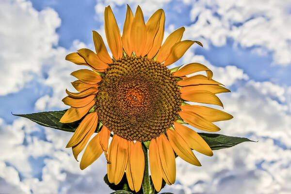 Sunflower Art Print featuring the digital art 00008 Sunflower and Clouds by Photographic Art by Russel Ray Photos