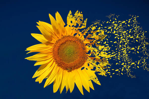 Sunflower Art Print featuring the digital art Blowing In The Wind by Roy Pedersen