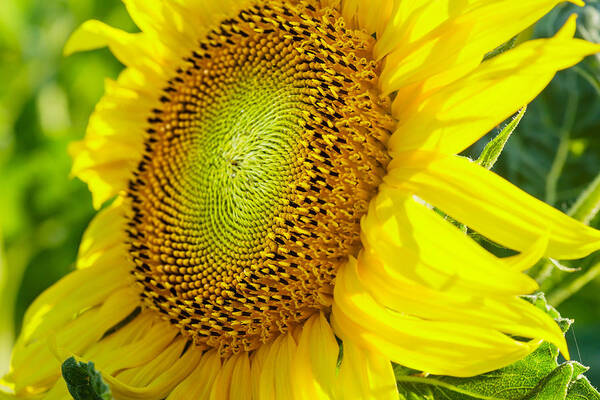 Flower Art Print featuring the photograph Sunflower by Charles Lupica