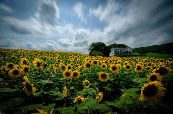 Sunflower Field Art Print featuring the photograph Sunflower field by Crystal Wightman