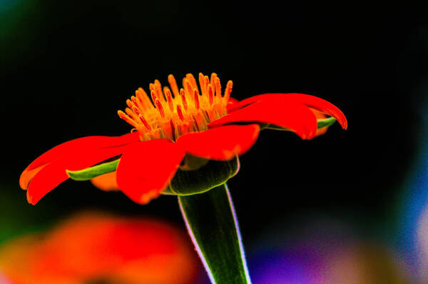  Art Print featuring the photograph Sunflower by Gerald Kloss