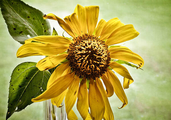 Sunflower In Window Art Print featuring the photograph Sunflower in Window by Greg Jackson