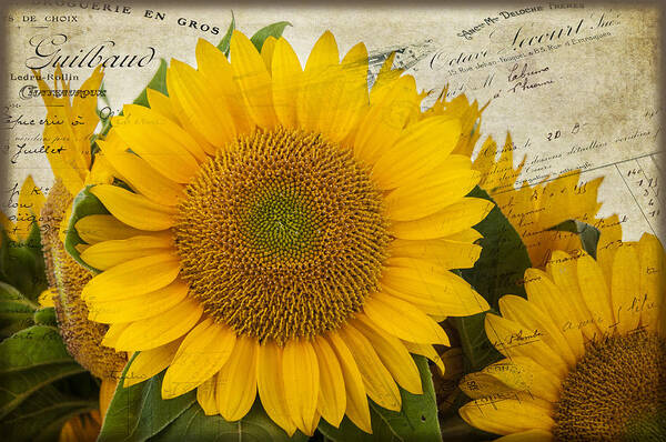 Flower Art Print featuring the photograph Sunflower Letters by Cathy Kovarik