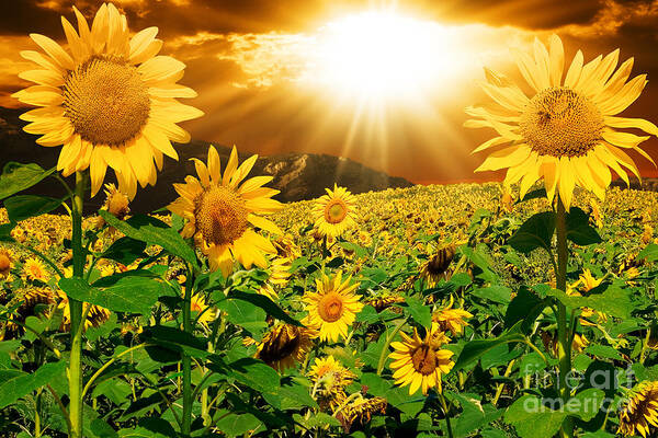 Sunflower Art Print featuring the photograph Sunflower Light Magic by Boon Mee