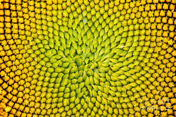 Sunflower Art Print featuring the photograph Sunflower middle by Tim Gainey
