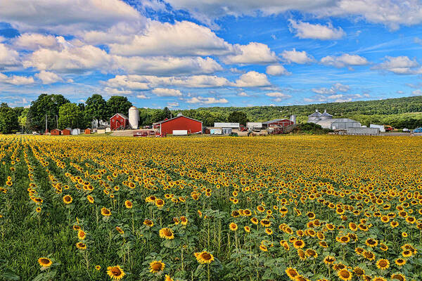 Yellow Art Print featuring the photograph Sunflower Nirvana 17 by Allen Beatty