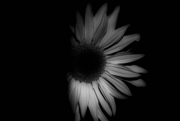 Sunflower-shaded-32-black And White Sunflower Art Print featuring the photograph Sunflower-shaded-32 by Rae Ann M Garrett