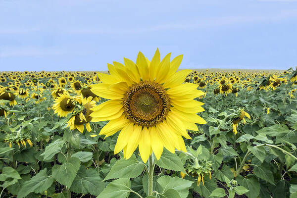 Sunflower Art Print featuring the photograph Sunflower Star Of The Show by William Bitman