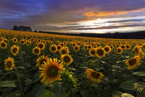 Austria Art Print featuring the photograph Sunflower Sunset by Debra and Dave Vanderlaan
