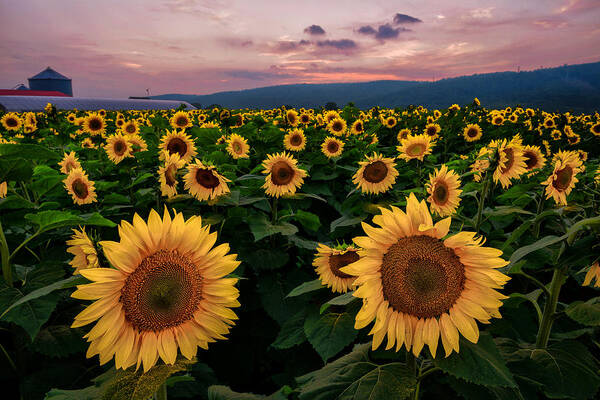 Sunflower Art Print featuring the photograph Sunflower Sunset II by Mark Rogers