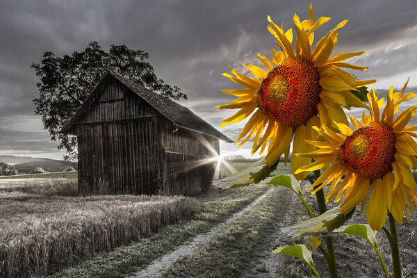 Appalachia Art Print featuring the photograph Sunflower Watch by Debra and Dave Vanderlaan