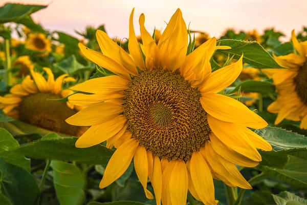 Sunflowers Art Print featuring the photograph Sunflowers by Janet Kopper