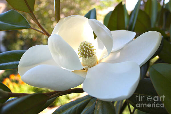 Floral Art Print featuring the photograph Sunlit Southern Magnolia by Carol Groenen