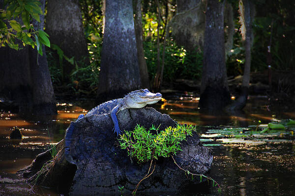 Louisiana Art Print featuring the photograph Sunning in the Louisiana Swamp by Mountain Dreams