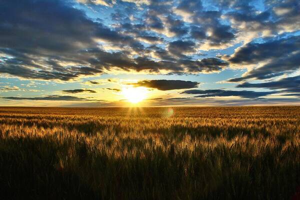 Sunrise Art Print featuring the photograph Sunrise on the wheat field by Lynn Hopwood