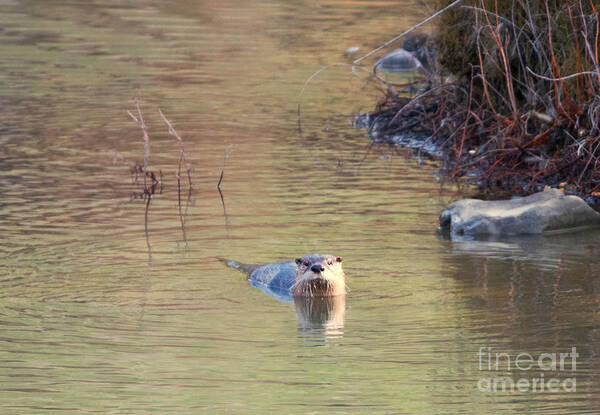North American River Otter Art Print featuring the photograph Sunrise Otter by Michael Dawson