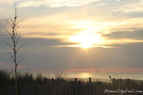 Ocean City Maryland Art Print featuring the photograph Sunrise Over Beach Dune by Robert Banach