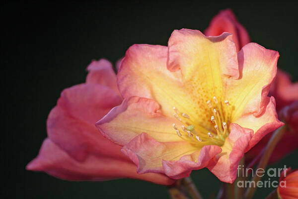 Rhododendron Bush Art Print featuring the photograph Sunset Beauty by Chris Anderson