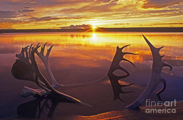 Whitefish Lake Art Print featuring the photograph Sunset on Caribou Antlers in Whitefish Lake by Dave Welling