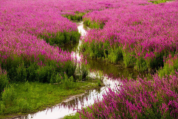 Tranquility Art Print featuring the photograph Sunset Over Purple Loosestrife by Kunal Mehra