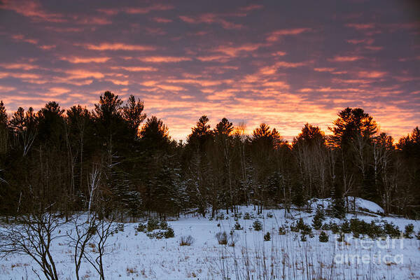  Art Print featuring the photograph Sunset over the Winter Forest by Cheryl Baxter