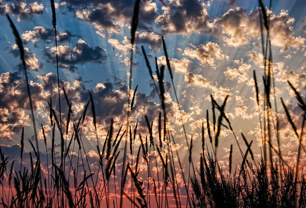 Sunset Art Print featuring the photograph Sunset Through the Grasses by Don Schwartz