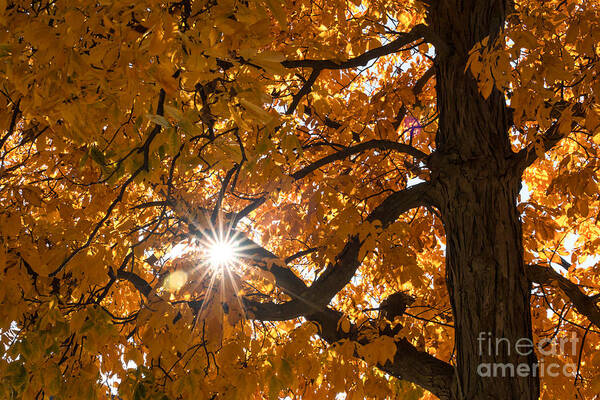 Fall Color Art Print featuring the photograph Sunshine Gold by Ana V Ramirez