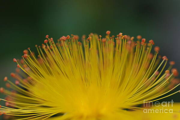 Flower Art Print featuring the photograph Super-nova by Catherine Lau